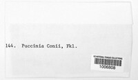 Puccinia conii image